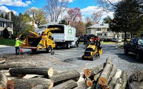 Why Choose Our Tree Removal Services in Mill Creek, WA?