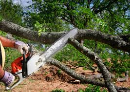 Best Tree Risk Assessment  in Mill Creek, WA