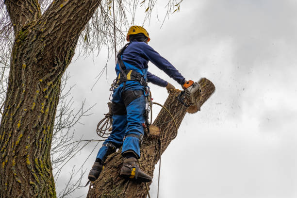 Best Commercial Tree Services  in Mill Creek, WA