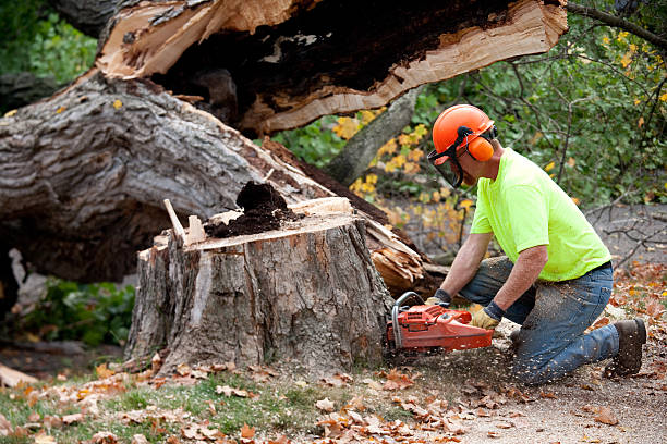 Best Tree Health Inspection  in Mill Creek, WA