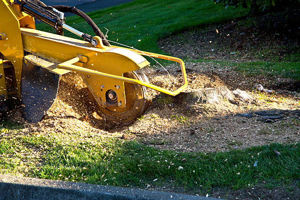 Best Root Management and Removal  in Mill Creek, WA